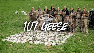 Snow Goose Hunting- 107 Geese in a Wheat Field (GIANT GROUPS)