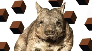 Here’s Why Wombats Have SQUARE Poo