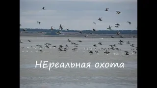 НЕРЕАЛЬНАЯ охота на утку  2019 / База - Приволье / Отличная охота /  Duck hunt 2019