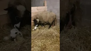 Mise bas d'une brebis : moment  d'émotion de la naissance d'un agneau