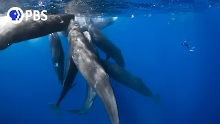 What It's Like to be Surrounded by Whales