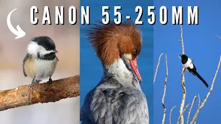 Bird & Wildlife Photography - Canon 55-250mm STM Lens & Canon M50