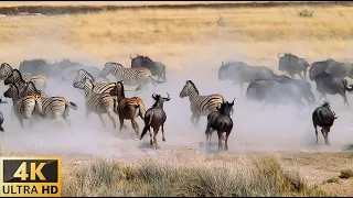 4K Great Migration: MASAI MARA NATIONAL RESERVE ,KENYA - Scenic Wildlife Film With African Music