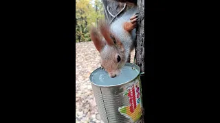 Белка у которой есть выбор / A squirrel that has a choice