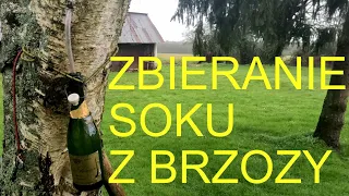 200. Sok z brzozy - Jak pobierać oskołe.