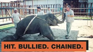 SAY NO TO CIRCUS WITH ANIMALS // PETA