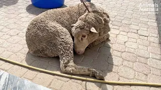 Australian sheep have suffered enough.