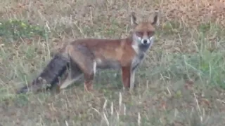 Fuchs auf Beutejagt