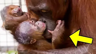 Camera's Filmed a Mother Orangutan Reuniting With Her Kidnapped Baby Daughter