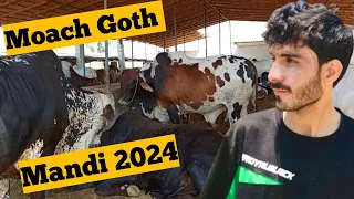 Mandi Vlog 2024 | Moach Goth Mandi Updates | Nisar Ahmed World