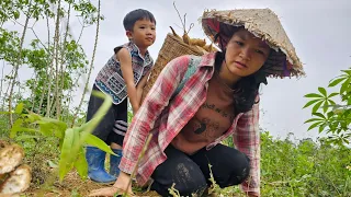 Single Mom: Harvesting Cassava Goes To The Market Sell - build a new life | Nhung Daily Life