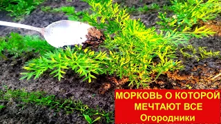 МОРКОВЬ 100% ВЫРАСТЕТ КРУПНОЙ И СЛАДКОЙ, ПОДКОРМИТЕ ЭТИМ МОРКОВЬ В ИЮНЕ ИЮЛЕ ОБЯЗАТЕЛЬНО!