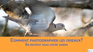 Comment photographier les oiseaux du jardin? | Photographie Animalière