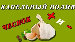 Капельный полив для выращивания чеснока. Плюсы и минусы системы капельного полива для чеснока!