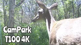 CamPark T100 4K Trail Camera April 3-15, 2024