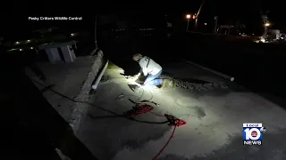 Massive crocodile captured from outside home in Florida Keys