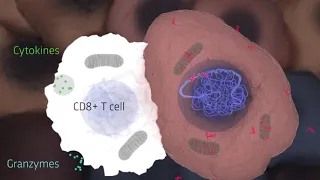 T cell Take Down: Researchers discover how cancer cells manipulate the immune system