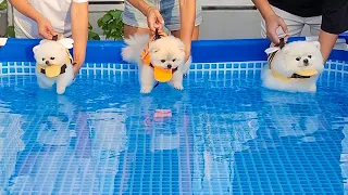 Tik Tok Chó Phốc Sóc Mini 😍 Funny and Cute Pomeranian #199