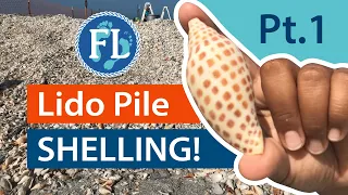 Lido Beach Dredge Pile Shelling, Pt. 1 #seashells  #florida #lidobeach Virtual Shelling!