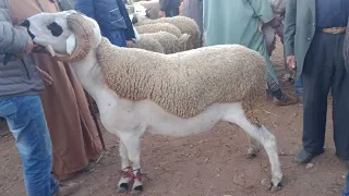 حصريا ومباشرة من سوق الاتنين ابن احمد امزاب نقدم اتمنة خروف ،وحولي العيد