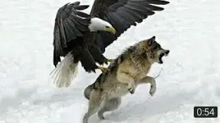 The Best Of Eagle Attacks 2021 - Most Amazing Moments Of Wild Animal Fights! Wild Discovery Animals