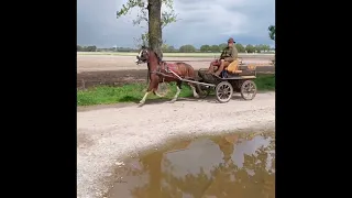 Mennen pony opleiding verkeer Jos coolen