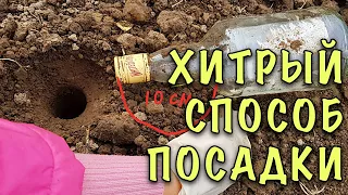 Как ПРОСТО И БЫСТРО ПОСАДИТЬ ЧЕСНОК ОСЕНЬЮ? Хитрый способ ДЛЯ ШИКАРНОГО УРОЖАЯ