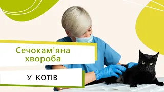 Сечокам'яна хвороба у котів: симптоми, лікування та профілактика // Поради ветеринарного лікаря!