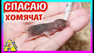 СПАСЕНИЕ ХОМЯЧАТ / у Хомки НЕТ молока / ЧЕЛОВЕК КОРМИТ ХОМЯЧОНКА / Alisa Easy Pets