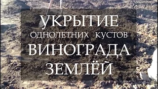 Укрытие однолетних кустов винограда землёй