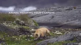 Animal Proofing Your Campsite