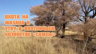 Охота на фазана и утку в охотничьем хозяйстве «Самсы»