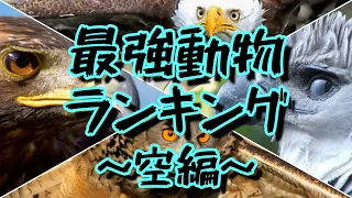 対決!!世界最強動物ランキング～空・鳥類編～