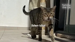 Nobody believes my cat behaves like this, so i filmed to prove it