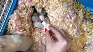 Hamster Babies Going Crazy on Egg White - Day 15