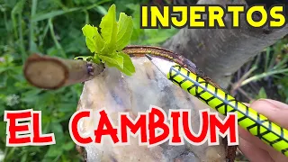 🌱 ESTO ES LO QUE DEBES SABER PARA INJERTAR // EL CAMBIUM // INJERTO DE FRUTALES 🌱