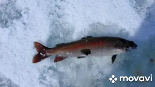 Телецкое озеро или ускучи Алтын коля! Fishing in the wilds of Altai
