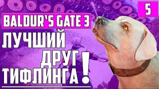 ФАЗОВЫЙ ПАУК-МАТРИАРХ, МИНОТАВРЫ, БУЛЕЙ ▶ Baldur’s Gate 3 ▶ СТРИМ ▶ ПРОХОЖДЕНИЕ #5 ▶ ТИФЛИНГ