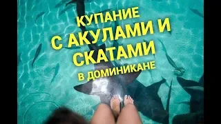 Акулы в Доминикане! Купание с акулами и скатами