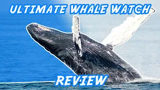 Ultimate Whale Watching Review | Maui Hawaii | The Adventure Buddies