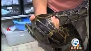 Neighbors shocked at python on the loose