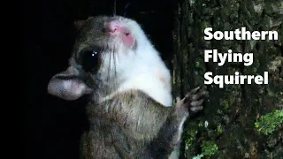 Southern Flying Squirrel