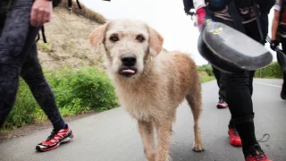 Arthur, the stray dog who wouldn't stay behind