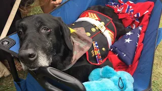 Hero Says Goodbye to Terminally Ill Bomb-Sniffing Dog in Heartbreaking Farewell