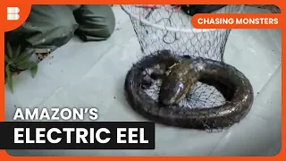 Amazon Electric Eel Expedition - Chasing Monsters - S03 EP01 - Nature & Adventure Documentary