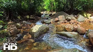 Experience Tranquility: Relax with the Soothing Sounds of Tropical Rainforest Rivers - ASMR