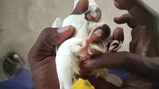 Egg Binding in Birds - Treatment in Tamil || Cockatiel Egg Binding || Cutewings Exotics