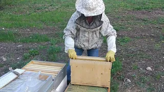 Ч - 2. Прививочный ящик - стартёр, для вывода пчелиных маток.
