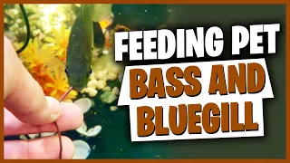 Feeding Pet Bass And Bluegill!!