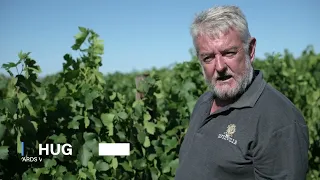 Pinotage, South Africa's signature variety